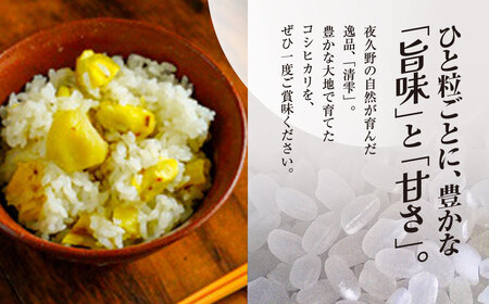 ＜令和7年産＞ 京都夜久野産 清雫(せいな) コシヒカリ 白米 (5kg) ふるさと納税 福知山市 令和7年度産 先行 定期便 選べる 容量 回数 白米 精米 夜久野 京都 【fc-DB006-B】【合同会社夜久野清雫】