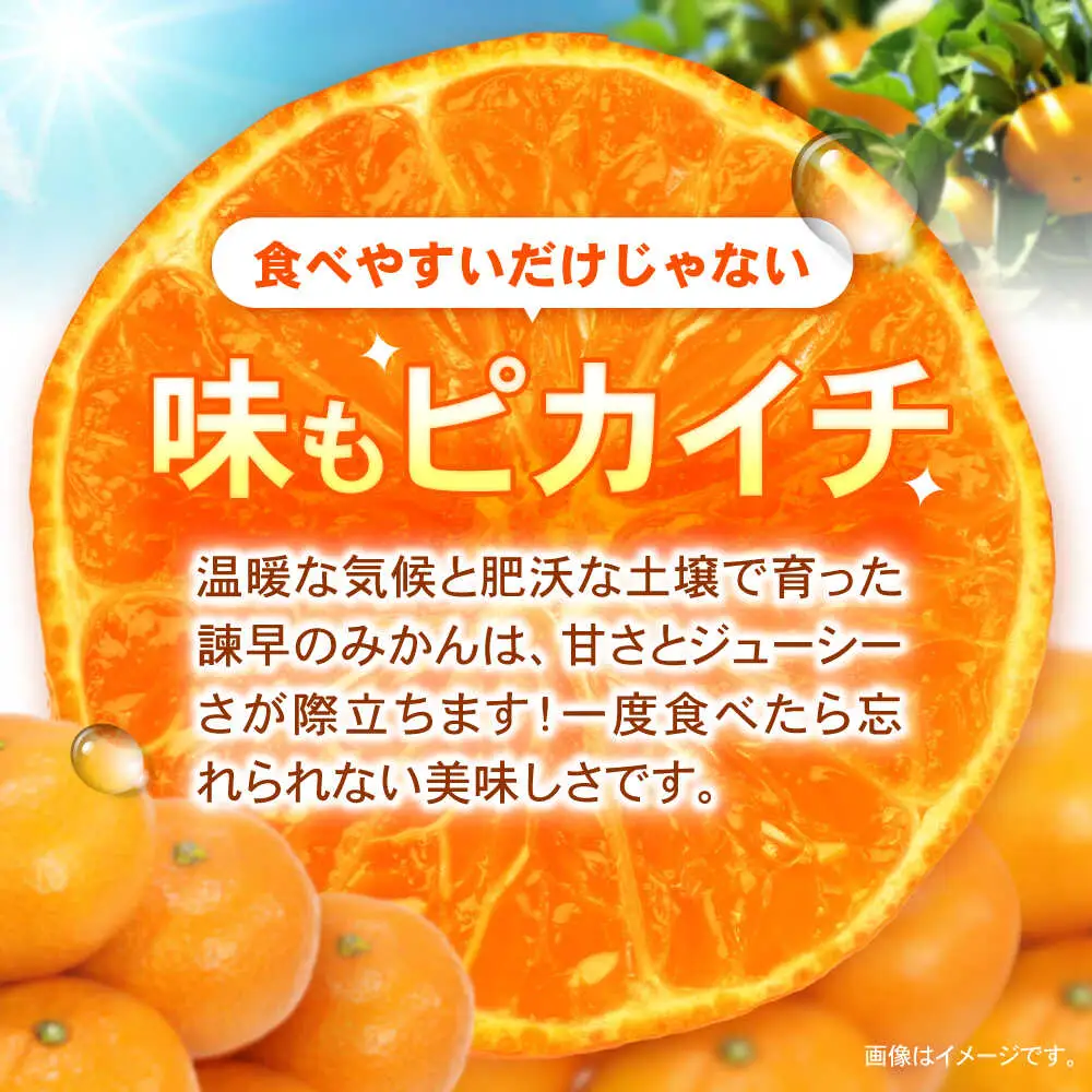 諫早産みかん 10kg / みかん ミカン 蜜柑 フルーツ ふるーつ 果物 くだもの 10kg / 諫早市 / 松尾農園 [AHAY028]