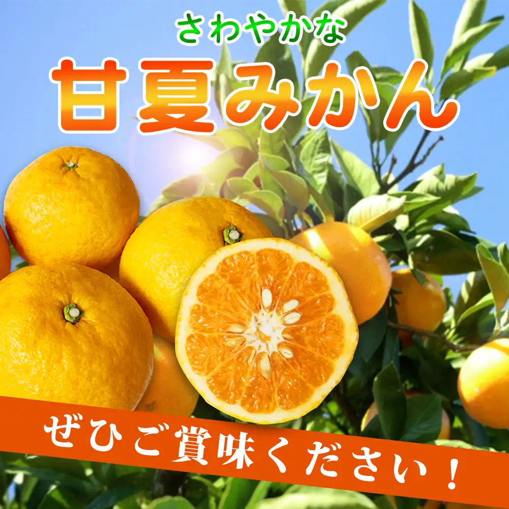 【ご家庭用訳あり】紀州有田産 すっきり爽やか 甘夏みかん 8kg  ※2027年3月中旬頃〜3月下旬頃に順次発送予定 / 甘夏 あまなつ みかん ミカン 蜜柑 温州みかん 柑橘 フルーツ 果物 くだもの 和歌山【uot847】