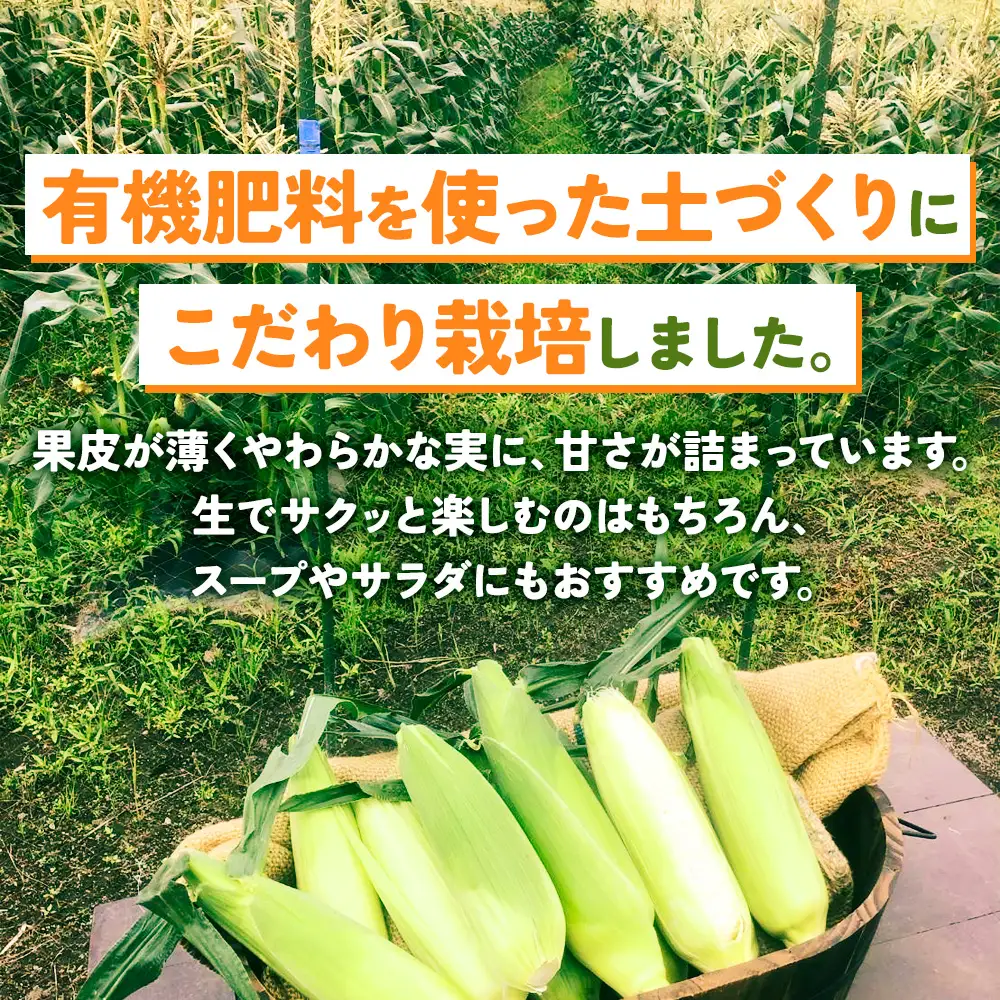 ホワイトコーン 10本（約6kg）極甘 とうもろこし コーン