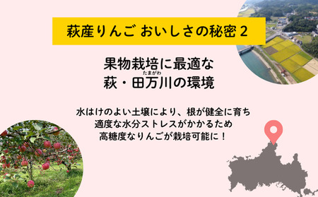 リンゴ 詰め合わせ 萩りんご 萩産 季節の品種  約6～7玉