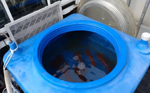 イカ 刺身用 約220g 烏賊 いか 魚介 魚介類