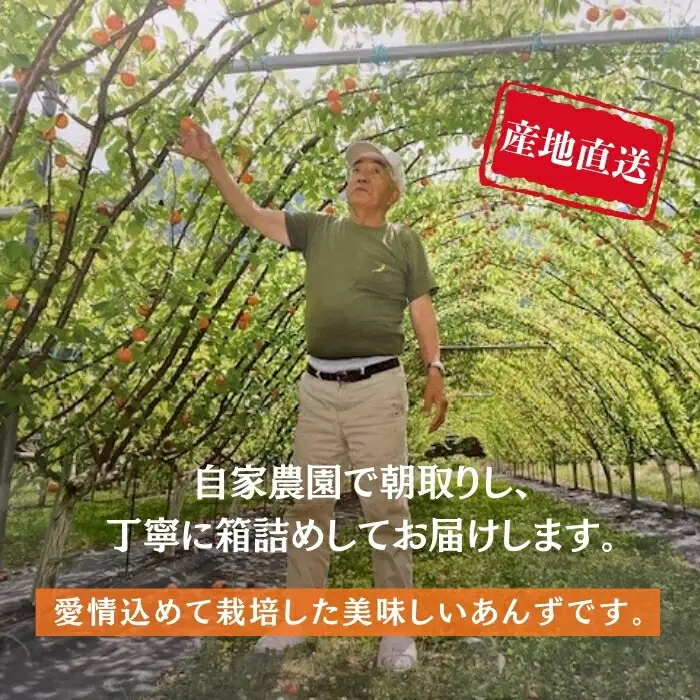 【2027年先行予約】訳あり あんず おまかせ加工用 計約2kg（約500g×4パック）| あんず