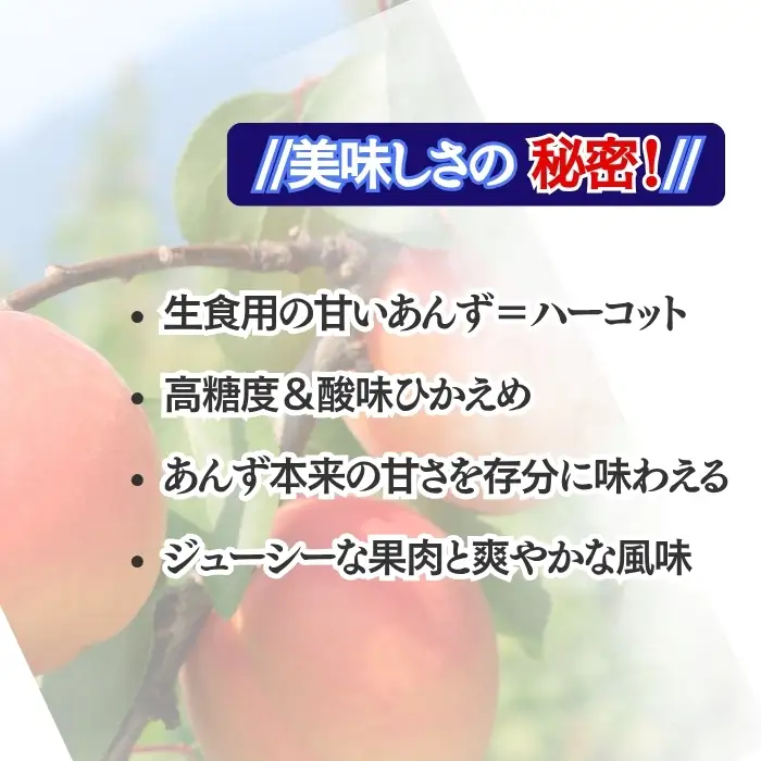 【2027年先行予約】生食用あんずハーコット バラ詰め約2kg| あんず