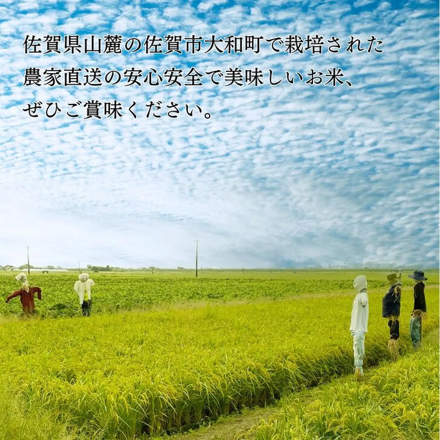 佐賀県大和産「ひのひかり」5kg×2袋 米 農家直送：B320-018