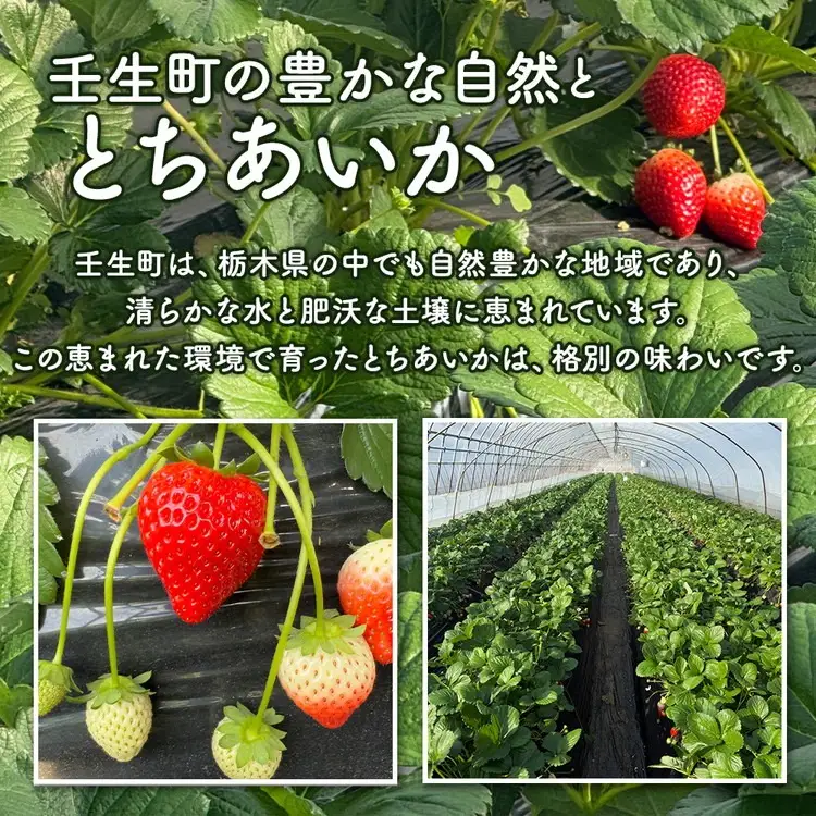 「訳あり」とちあいか1粒45g以上 大玉 12粒入り 540g以上 いちご 苺 栃木県 ※2027年1月～発送
