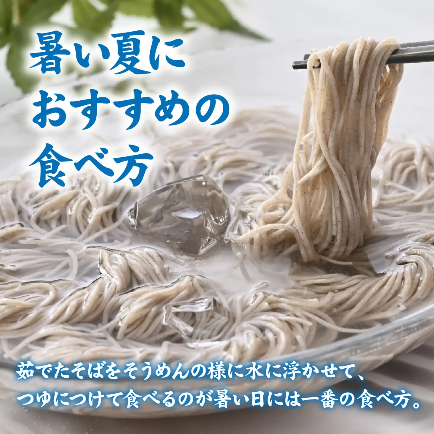 越前さらりそば（なまそば）６食　そばつゆ付き / 越前そば そば 蕎麦 ソバ 冷蔵 送料無料 [A-146002]
