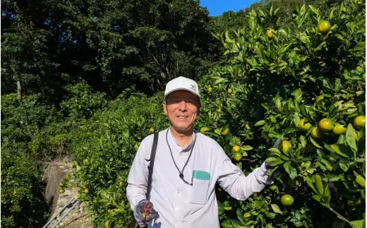樹上 完熟 さつき 八朔 和歌山 由良産 秀品 10kg 贈答用 / はっさく 柑橘 フルーツ 果物 ※2027年4月上旬頃～４月中旬頃に順次発送予定【ksmt022-r-10】