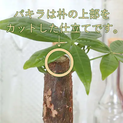 【観葉植物】土を使わないで清潔なミニ観葉植物 ゼオライト植え・ガラス鉢 キューブ形 2鉢セット（パキラとサンスベリア）【観葉植物 インテリア 部屋 おしゃれ 福岡県 筑前町 送料無料 AG050VC01】