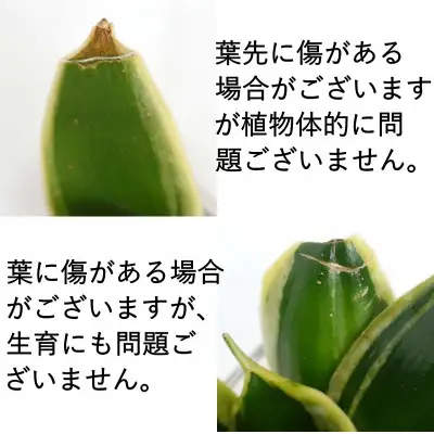 【観葉植物】土を使わないで清潔なミニ観葉植物 ゼオライト植え・ガラス鉢 キューブ形 2鉢セット（サンスベリア）【観葉植物 インテリア 部屋 おしゃれ 福岡県 筑前町 送料無料 AG050VC03】