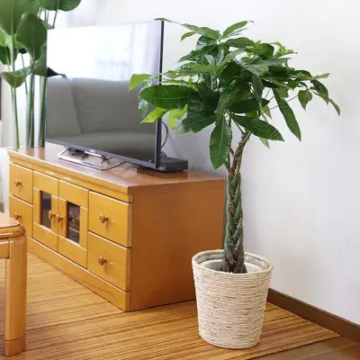 【観葉植物】パキラ 7号 ホワイトバスケット鉢カバー 高さ：約80cm～1m内外(鉢底より)【観葉植物 インテリア 部屋 おしゃれ 福岡県 筑前町 送料無料 AG051】