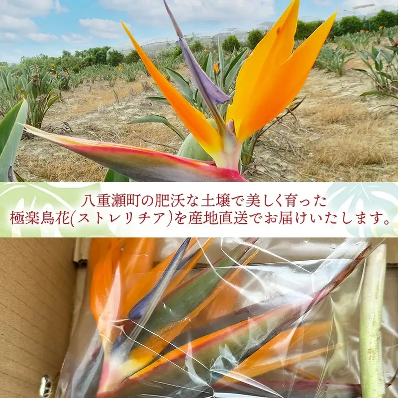 伊集農園がお届けする 極楽鳥花（ストレリチア）（約10本入り）- 産地直送 沖縄県産 生花 エキゾチック 贈り物 花 フラワー 新鮮 インテリア 沖縄県 八重瀬町