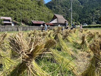 【令和8年度】 料理旅館きぐすりや 特別栽培米 キヌヒカリ 10kg 精米 白米 お米 こめ コメ 減農薬栽培 10キロ 5kg×2 ご飯 ごはん 京都　※9月下旬より順次発送  新米26