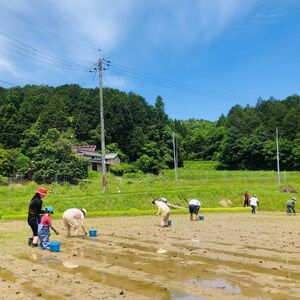 玄米 5kg 自然栽培 米 お米 無農薬 玄米