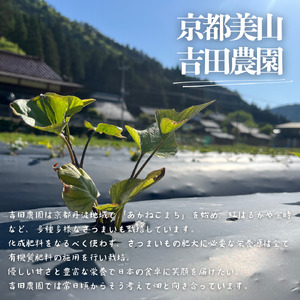 さつまいも 5kg 産地直送 さつまいも