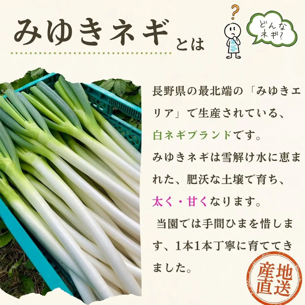 【期間限定】みゆきネギ 2L 20本（約3kg）│めぶく農園