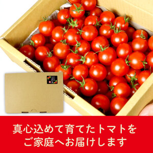 ミニトマト 1kg 訳あり 【ミニトマト】 山本農園