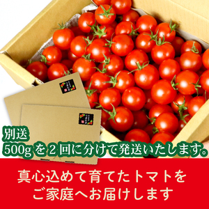 ミニトマト 1kg (500g×2回) 訳あり 定期便 【ミニトマト】 山本農園