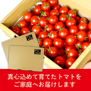 ミニトマト 2kg 訳あり 【ミニトマト】 山本農園