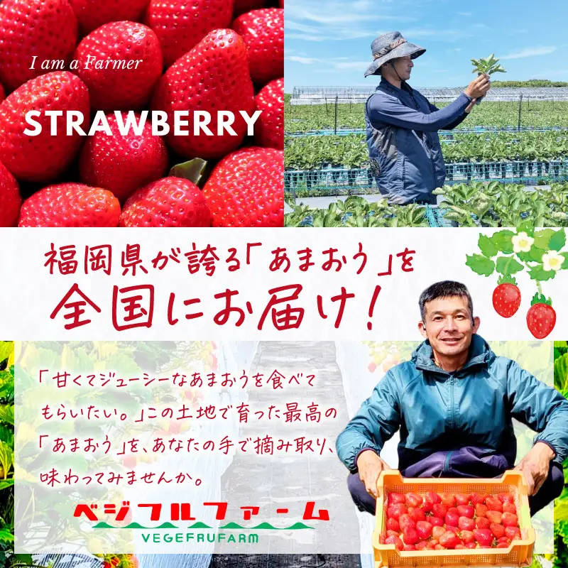 【2027年先行予約】厳選大粒あまおう(約250-270gx2パック)【044-0085】