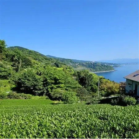 初摘み新茶3袋セット 相模湾のミネラルで育つ茶葉!　香り豊かに、色鮮やかに♪【先行受付】【1617067】