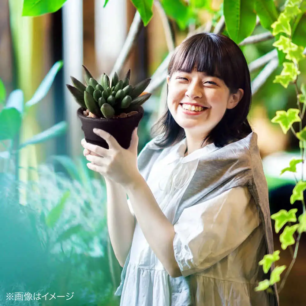 観葉植物 20鉢セット[APCJ002]観葉植物 