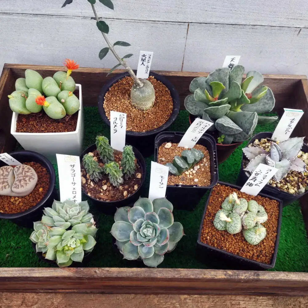 観葉植物 希少5鉢セット[APCJ003]観葉植物 