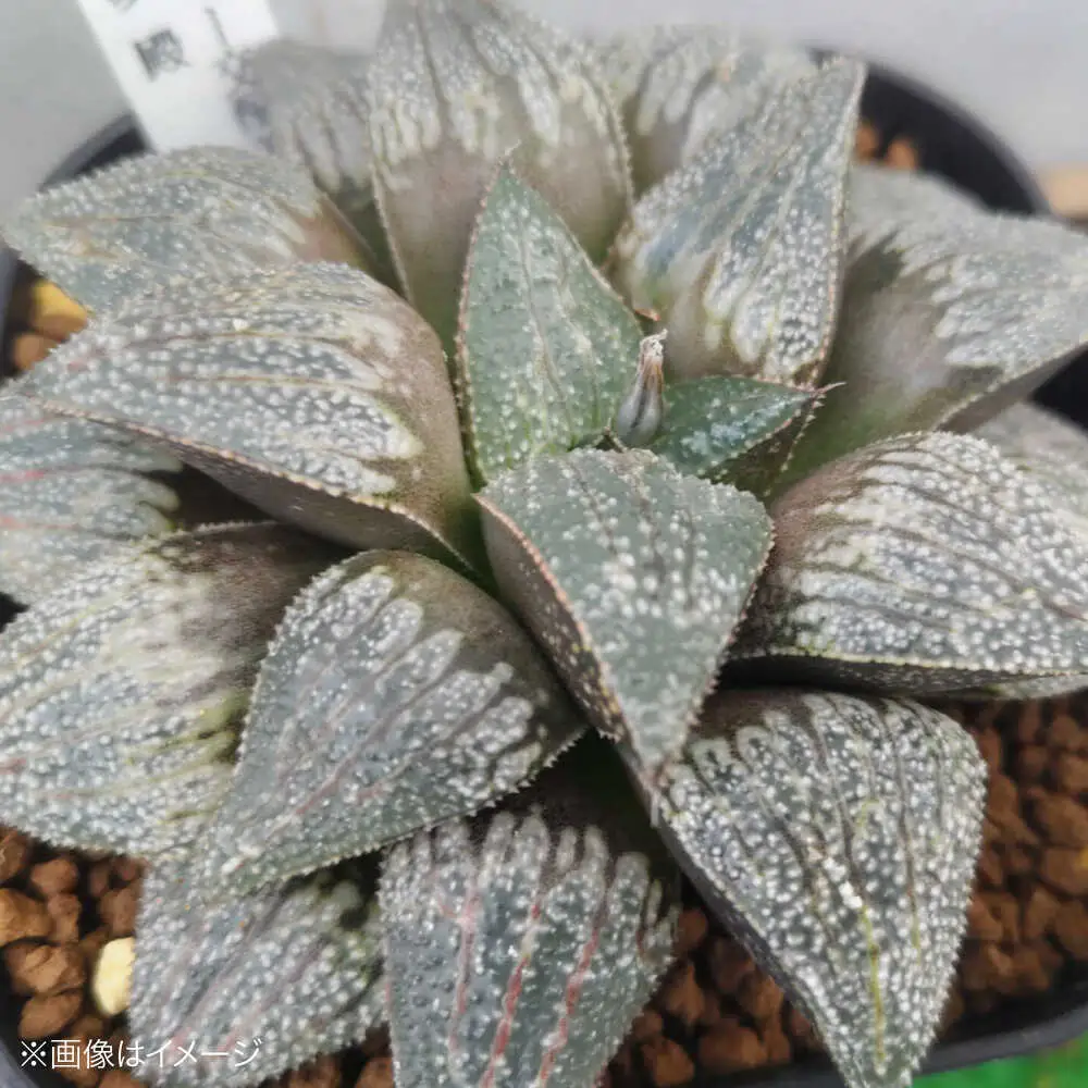 観葉植物 ハオルチア 3鉢[APCJ006]観葉植物 