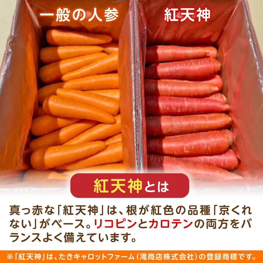 ※【2027年1月上旬より順次発送／先行予約】【訳あり】真っ赤な人参「紅天神」10kg AHCU006 人参