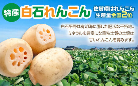 れんこん 3kg IBD014 金賞れんこん