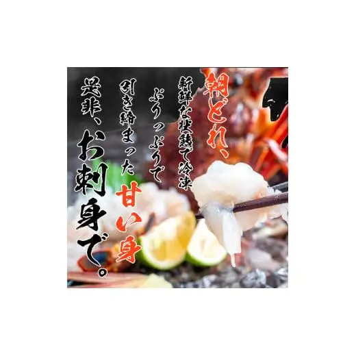 【伊勢海老】 剥き伊勢海老(生食OK)1kg以上