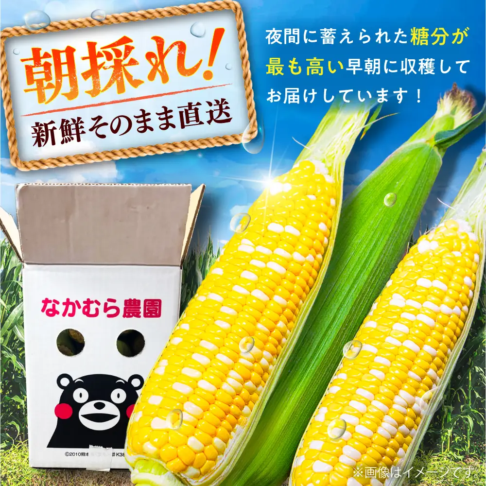 【先行予約】【2027年6月上旬より順次発送】とうもろこし 甘々娘約4kg10~11本BHCJ001 とうもろこし