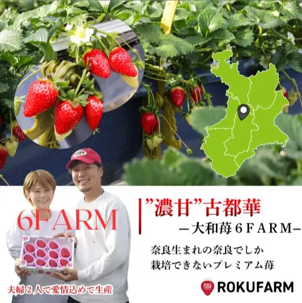 いちご 古都華いちご 1箱500g | （大粒5~7粒 ＋ 約250g）【2027年1月～発送】15-068