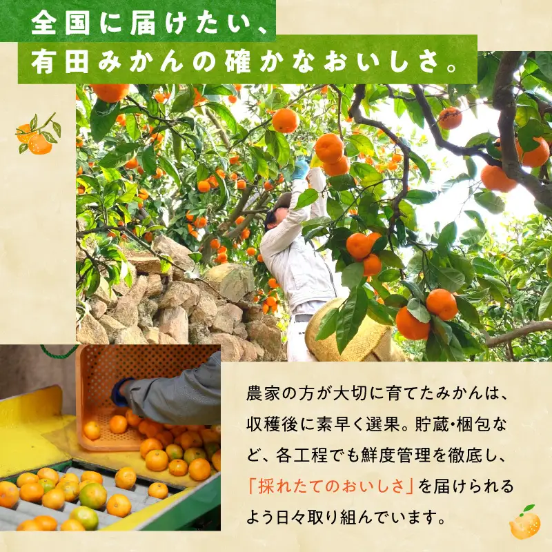 【2026年先行予約】みかん とにかく 小玉 箱込 5kg ( 内容量 4.4kg ) 2Sサイズ以下 秀品 優品 混合 有田みかん 和歌山県産 産地直送 【みかんの会】_MK1040