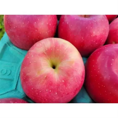 【訳あり】青森県産りんご「早生ふじ 家庭用」約5kg　産地直送!_果物・フルーツ りんご  リンゴ 林檎_【配送不可地域：離島】【1513094】