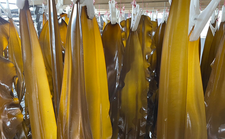 北海道 礼文島産 漁師直送 天然 棹前昆布 100g×3パック［道場水産］【 昆布 棹前昆布 さおまえ 煮昆布 食べる昆布 天然 利尻昆布 海藻 和食 煮物 惣菜 旨味 】