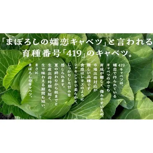 【 2025年 7月 発送開始 】 《3か月定期便》旬の野菜3種 419キャベツ 恵味トウモロコシ じゃがいも きゃべつ 嬬恋村産キャベツ 羽生田売店 幻のキャベツ419 [AL018tu]