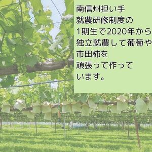 【数量限定】朝採れ厳選シャインマスカット 1.5kg（3～4房）