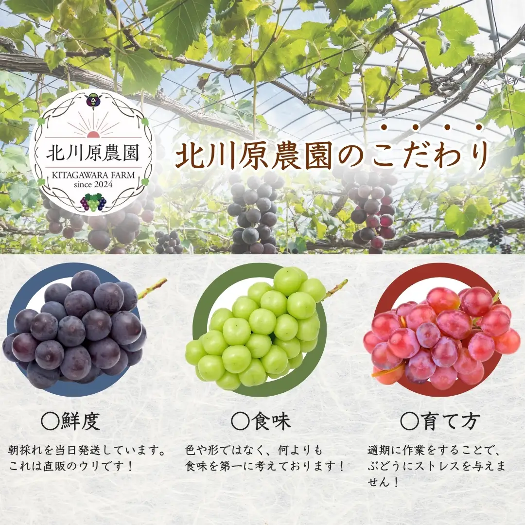 【2026年先行予約】種なしぶどう クイーンルージュR?(長野県オリジナル品種) 約1kg (2 ~ 3房) ｜ ぶどう