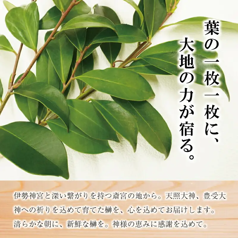 神棚用 榊  1対（2束）約25cm 神棚 さかき お供え 生花 本榊 サカキ 仏花 神具 国産 斎宮の榊