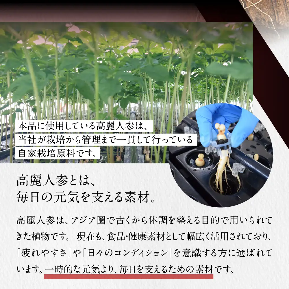 高麗人参1000 10本｜高麗人参