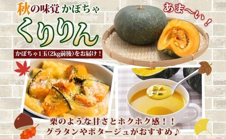 野菜セット 南瓜 くりりん じゃがいも 北海道産 野菜セット【計10kg】【先行予約】