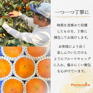 【先行予約】Farm m&aの富有柿 2L×9個 秀品 岐阜県 大野町（2026年11月下旬～発送）農家直送 果物 フルーツ 秋の味覚 柿 かき 富有 ふゆう