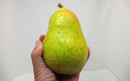 洋梨 マルゲリット・マリーラ 約3kg (5～8個) 【盛果園】 F21U-364