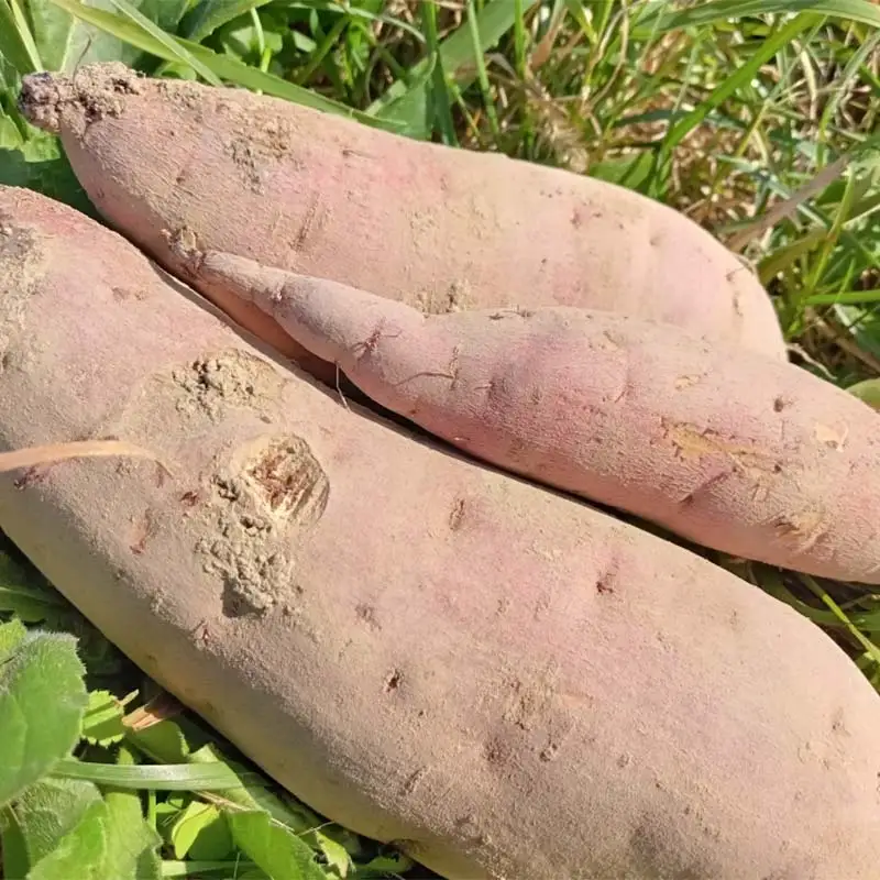 有機認証 自然栽培 さつまいも（紅はるか） 約2kg 【むがし農園】 オーガニック F21U-375