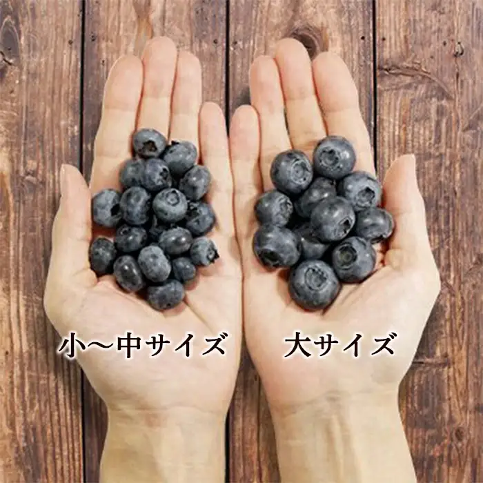 朝採り 生ブルーベリー サイズ・品種 混合 約1kg（小～大） 【川守田観光さくらんぼ園】 F21U-169