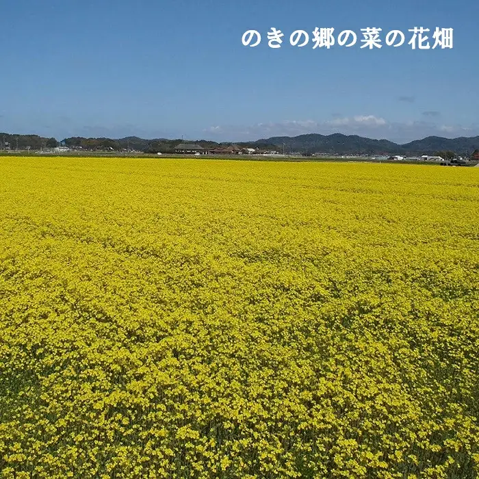 のきの郷産菜種100％使用　なたね油【菜種油 国産 調味料 遺伝子組み換えでない ななしきぶ 油 調味油 100％ 一番搾り サラダ 料理 島根県 安来市】【12-NS-01】