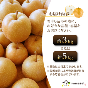 梨 豊水 3kg 令和8年度産 先行予約 8月中旬より順次発送 数量限定  山清 yamasei 静岡県 牧之原市