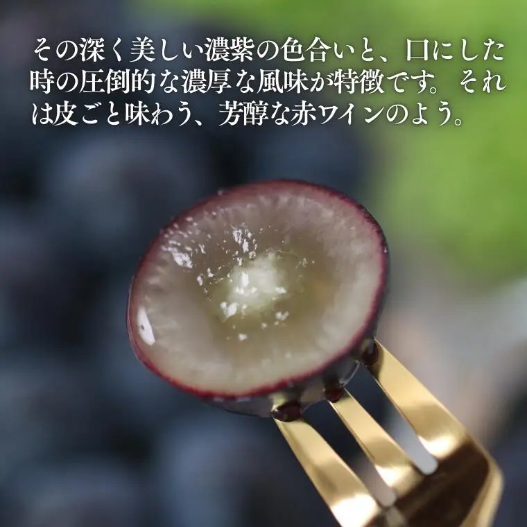 MS33 ぶどう ナガノパープル （長野県産秀品） 約2kg / 2026年8月下旬～10月上旬頃 配送予定 // 種なし 皮ごと 葡萄 ブドウ ぶどう ナガノ パープル 南信州 長野県 オリジナル品種 稀少