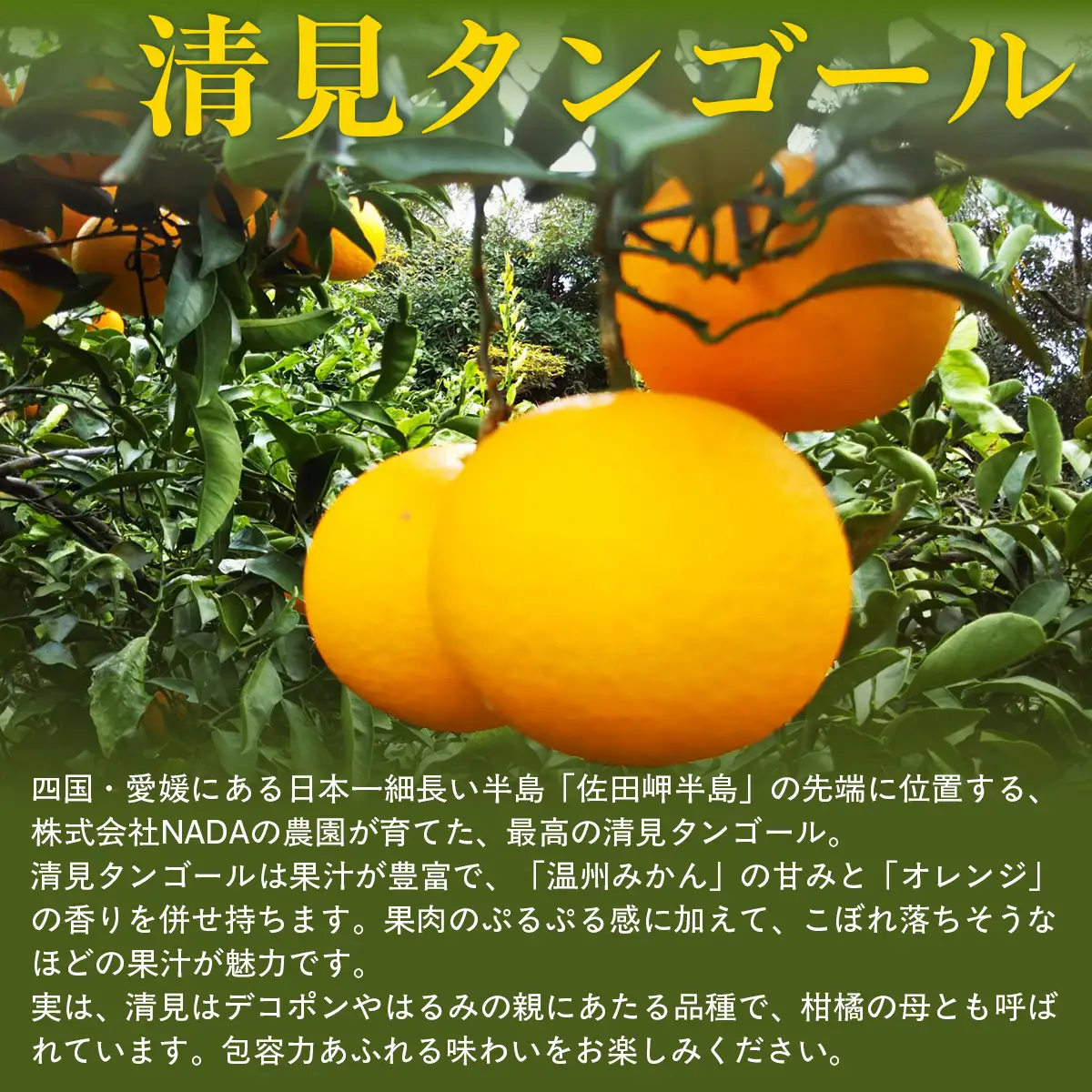【先行予約】【農家直送】愛媛県産 清見タンゴール 贈答用 4.5kg（2027年3月中旬～4月下旬に順次発送予定） IKTC007 